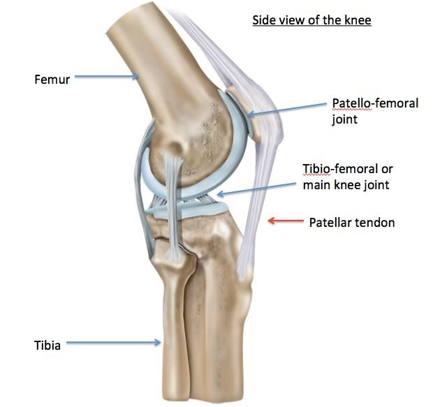 Side view of knee-Somerton Physiotherapy