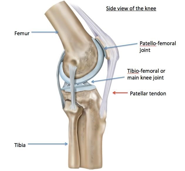 Physiotherapy for Knee Pain - Somerton Physiotherapy Clinic