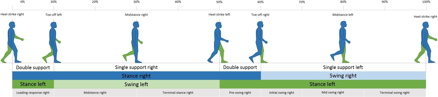 The Gait cycle