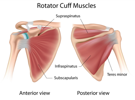 Rotator cuff shoulder injury